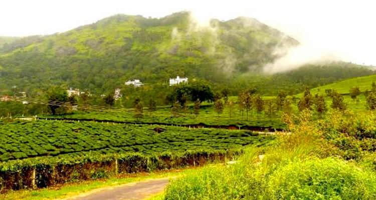 Sunset view over Lockhart Tea Plantation Munnar