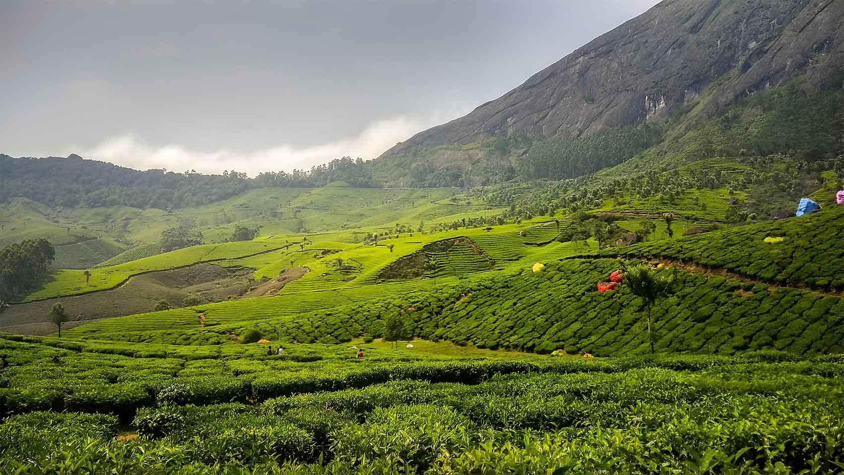 Lockhart Tea Garden Munnar lush tea terraces with misty hills