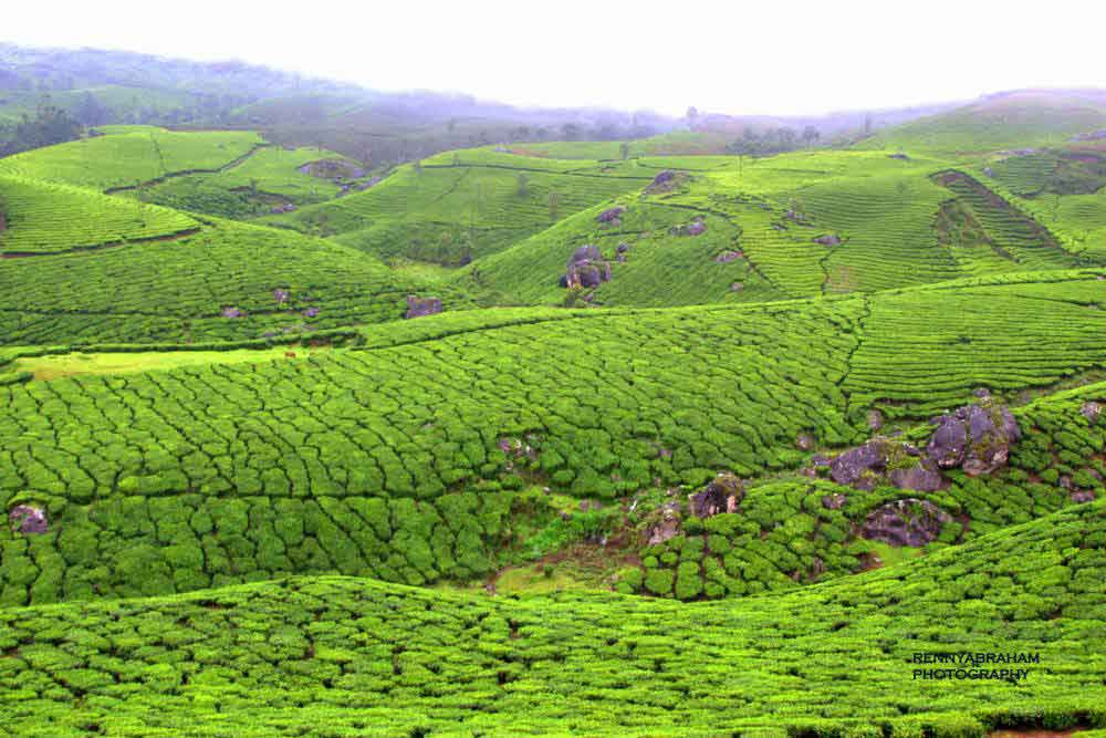 Lockhart Tea Factory tour and tea making process Munnar