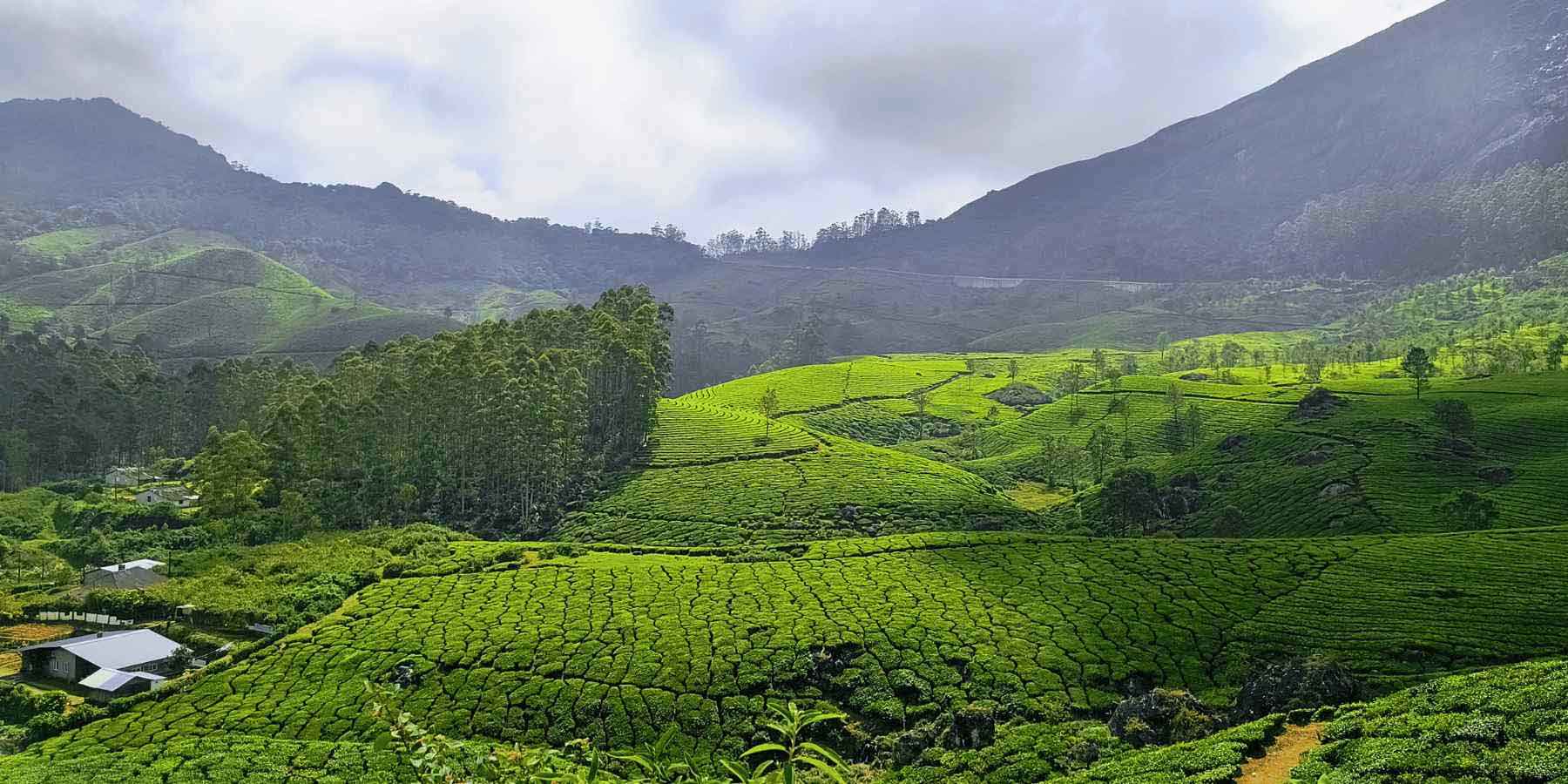 Lush green tea gardens at Lockhart Estate Munnar