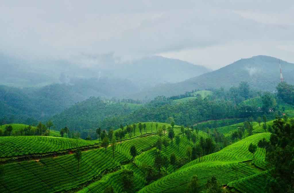 Endless tea plantations at Lockhart Estate Munnar