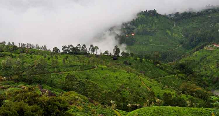 Tourists enjoying panoramic views at Pothamedu View Point Kerala