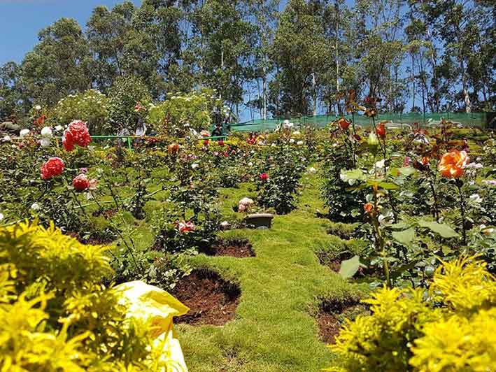 Rose plants inside Forest Rose Garden Munnar