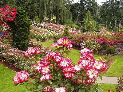 Entrance view of Forest Rose Garden Munnar