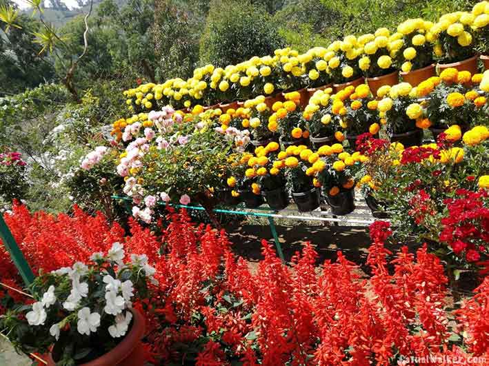 Family visit at Forest Rose Garden Munnar