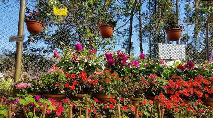 Flower collection at Forest Rose Garden Munnar