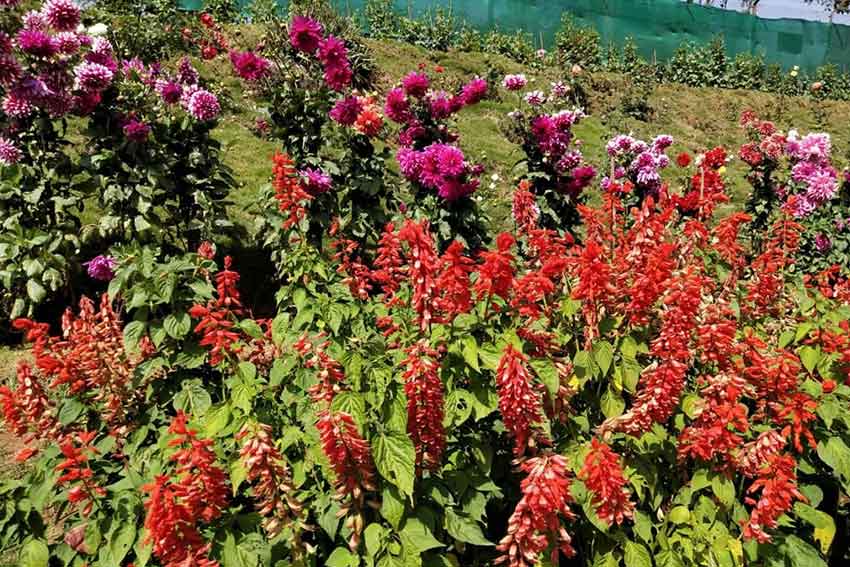 Flower photography at Forest Rose Garden Munnar