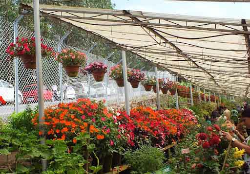 Nature walk inside Forest Rose Garden Munnar