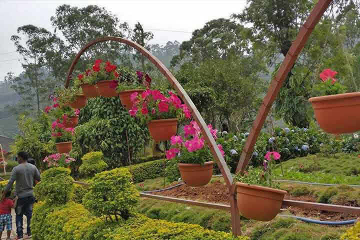 Red roses blooming at Forest Rose Garden Munnar