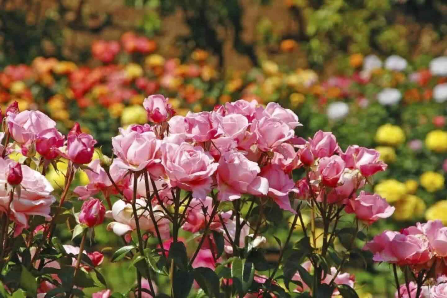 Scenic flowers at Forest Rose Garden Munnar