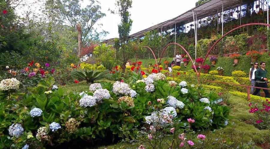 Scenic landscape at Forest Rose Garden Munnar