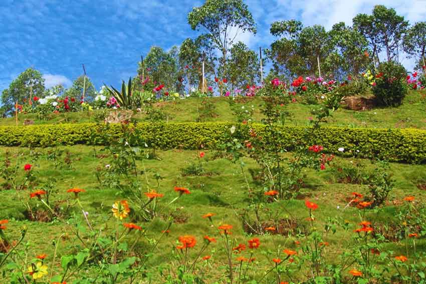 Tourist attraction Forest Rose Garden Munnar