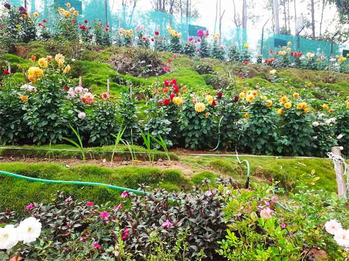 Yellow roses at Forest Rose Garden Munnar