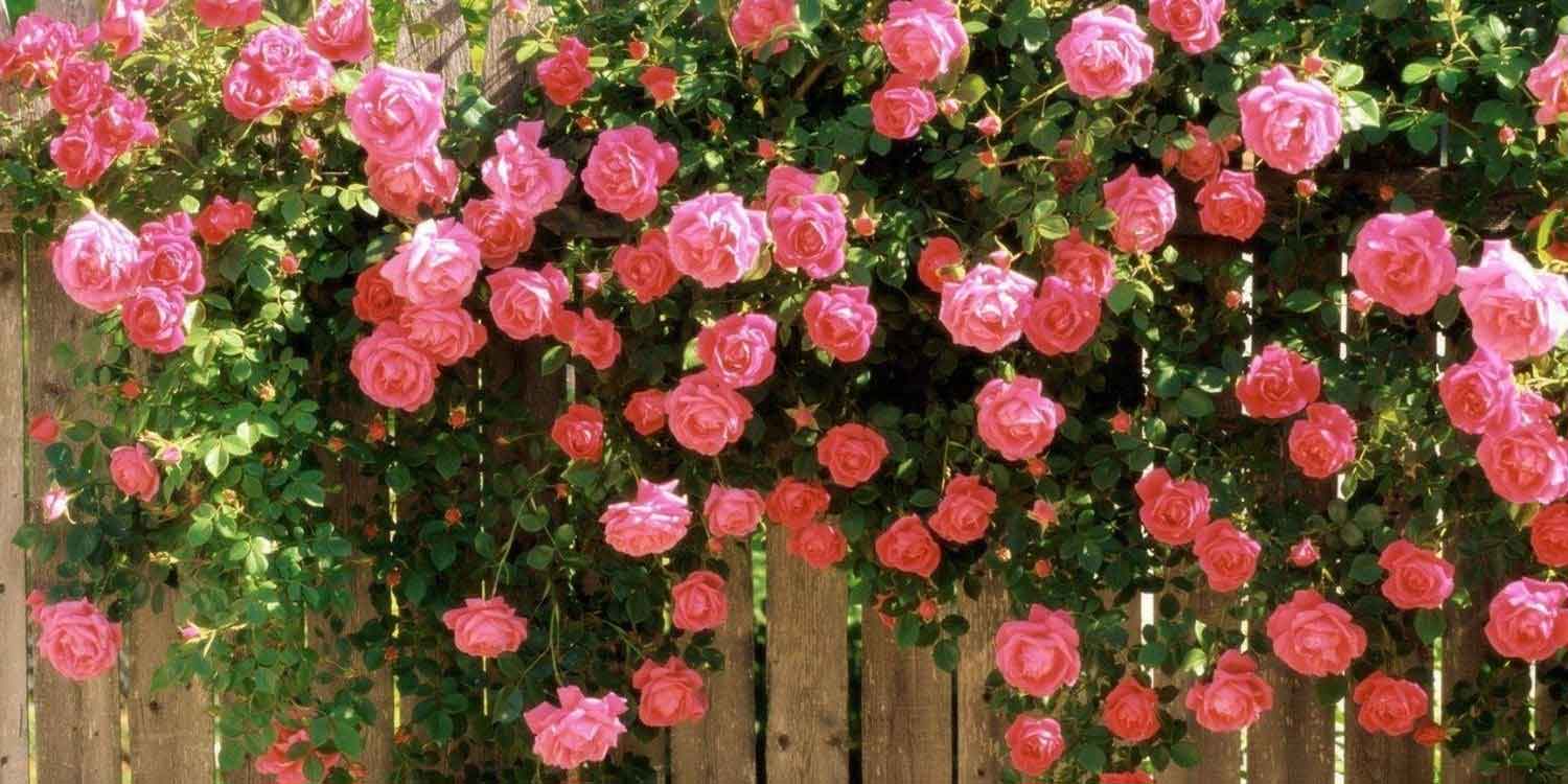 Forest Rose Garden Munnar with colorful flowers and pathways