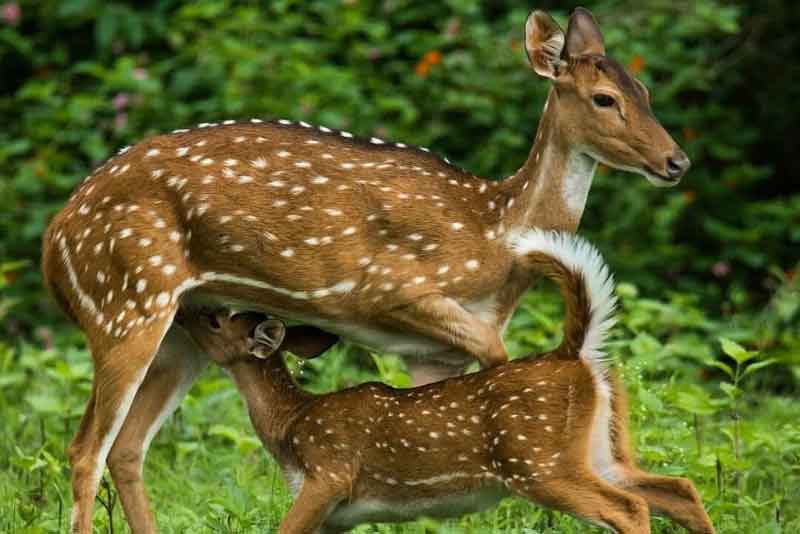 Eco tourism at Marayoor Sandalwood Forest Munnar Kerala