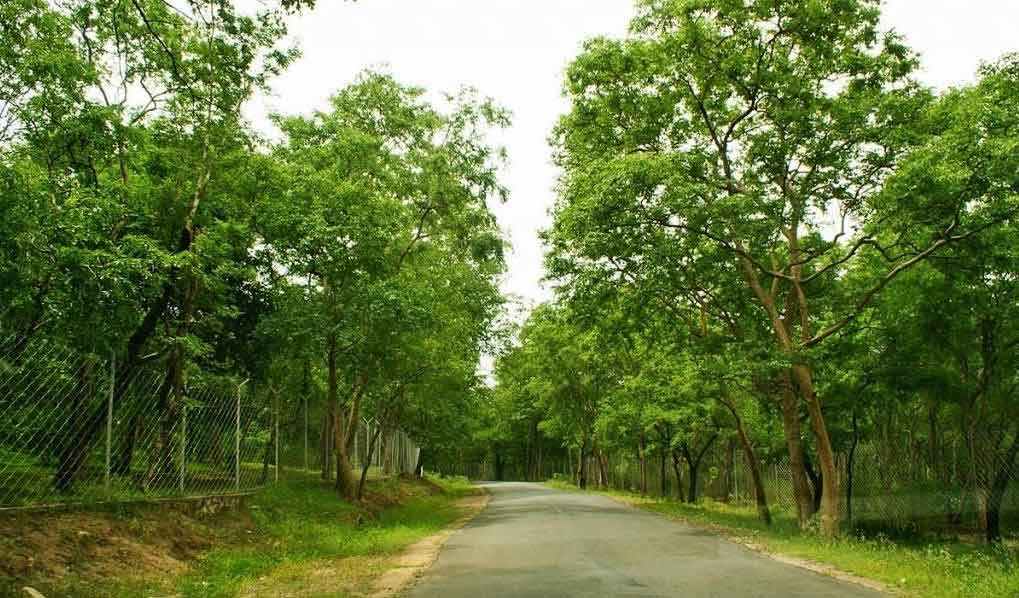 Marayoor Sandalwood Forest Munnar Kerala – Famous natural sandalwood reserve