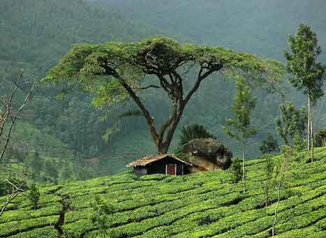 Scenic view of Marayoor Sandalwood Forest Munnar Kerala