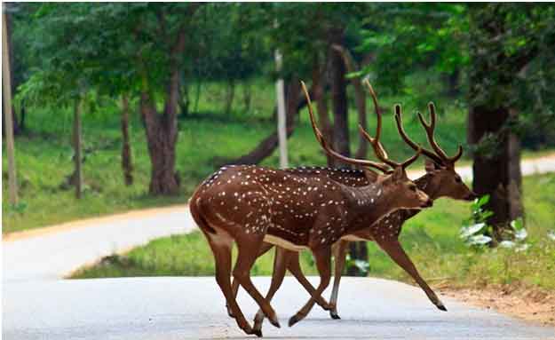 marayoor-sandalwood-forest-wildlife