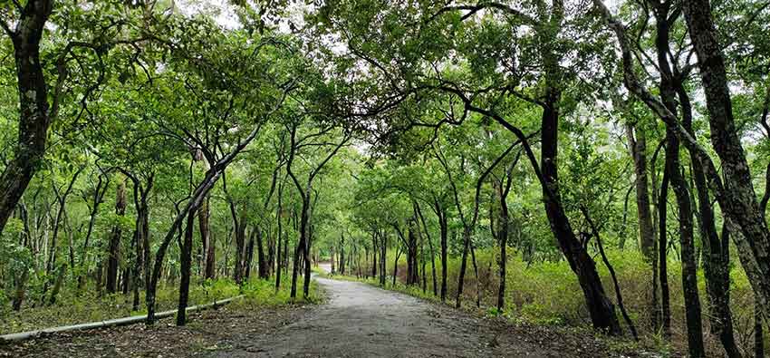 Sandalwood trees in Marayoor Sandalwood Forest Kerala