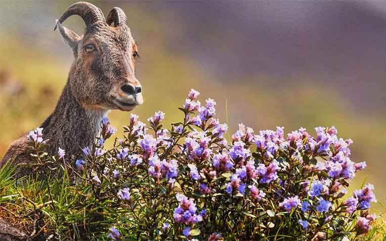 Eravikulam National Park and Wildlife Sightseeing Tour in Munnar
