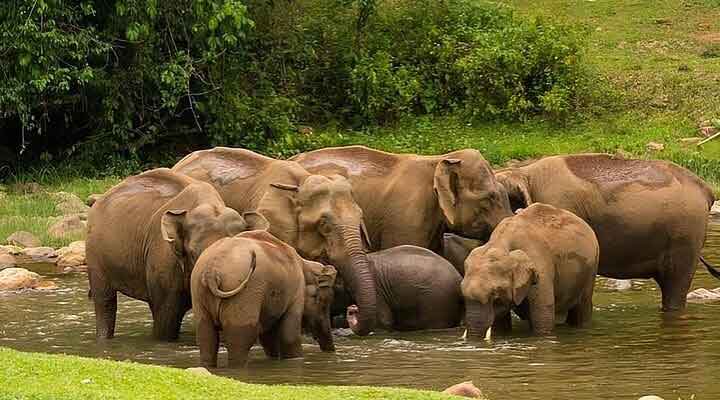 Anakkulam elephant arrival spot in Munnar