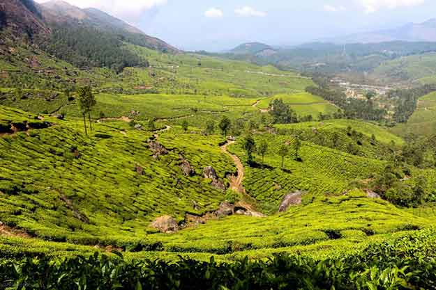 Devikulam tea garden photo point in Munnar