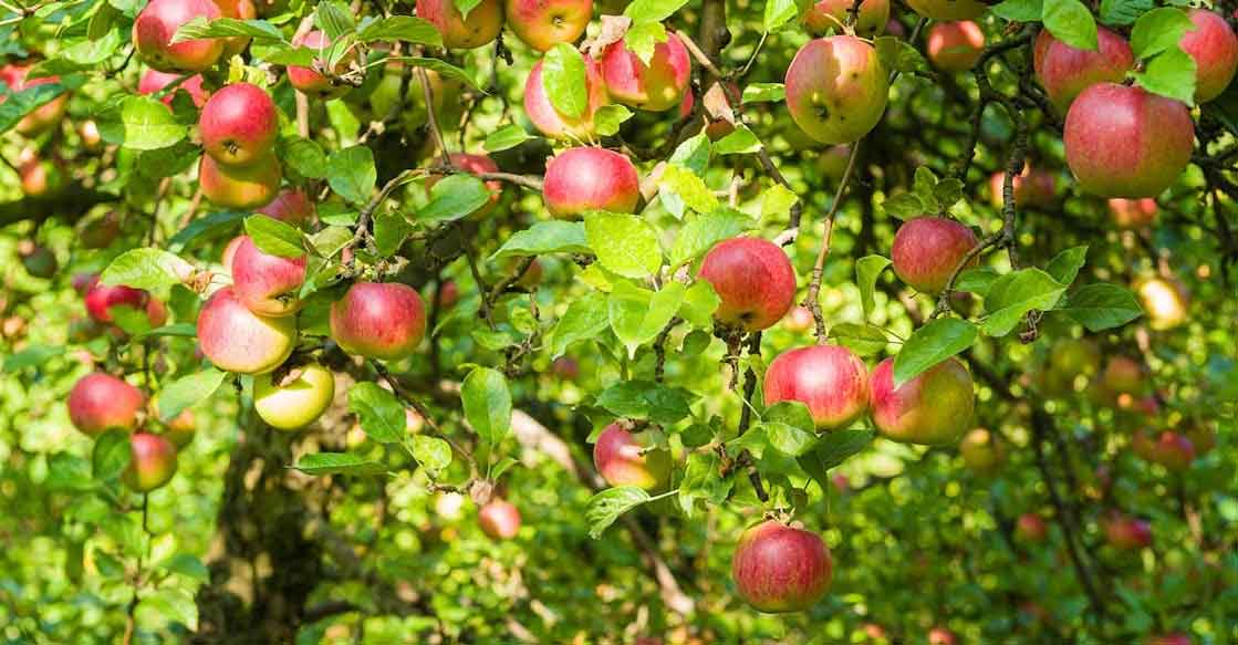 Fruit Garden View Point Munnar with orchards and scenic valley landscapes