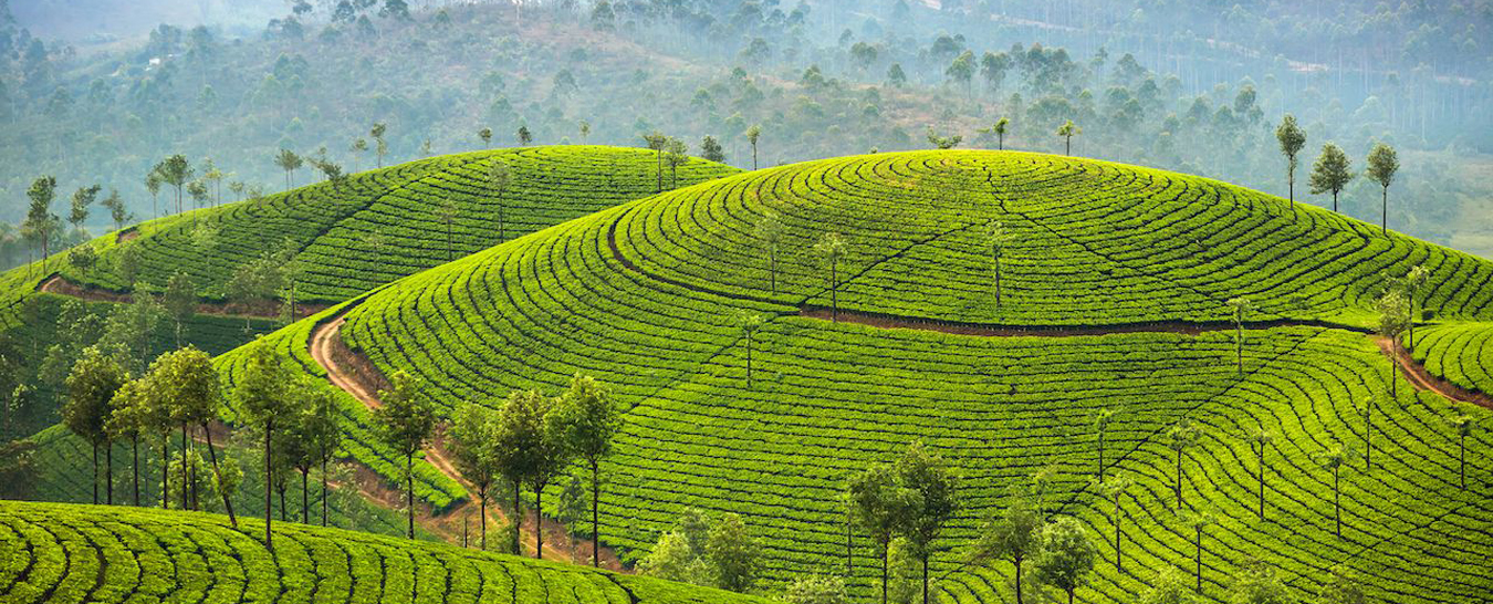 Munnar Tourist Places