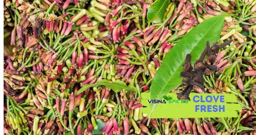 Munnar spice plantation garden view