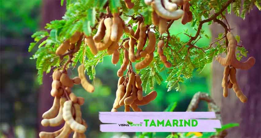 Cardamom plants in Munnar spice garden