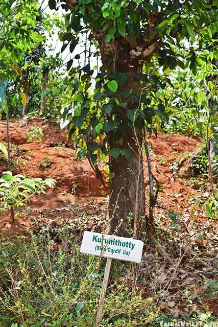 Cinnamon trees inside Munnar spice garden