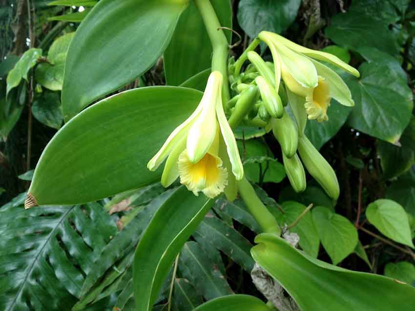 Clove plants growing in Munnar spice garden