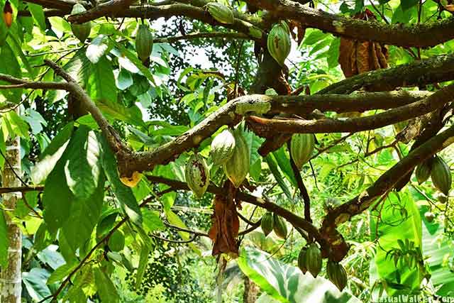 Eco tourism at Munnar spice garden