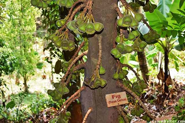 Spice plantation garden in Munnar Kerala