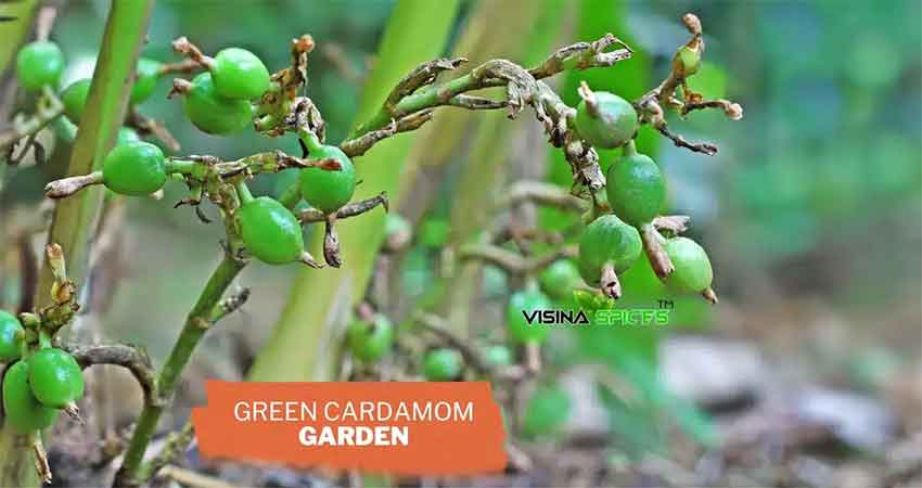 Nature walk inside Munnar spice garden