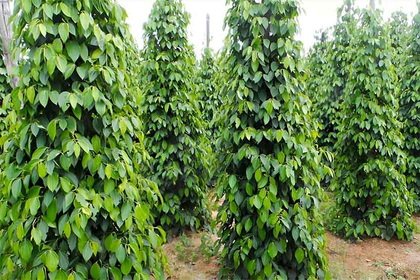 Tourists visiting spice garden in Munnar