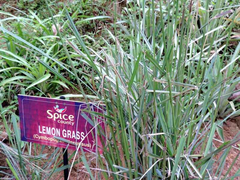 Tour guide explaining spices in Munnar spice garden