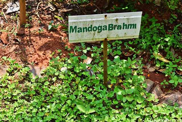 Vanilla cultivation in Munnar spice plantation