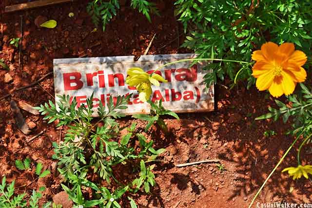 Walkway inside spice garden Munnar