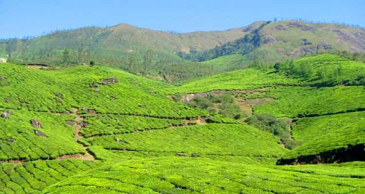 Aerial bird’s eye view of Munnar tea gardens