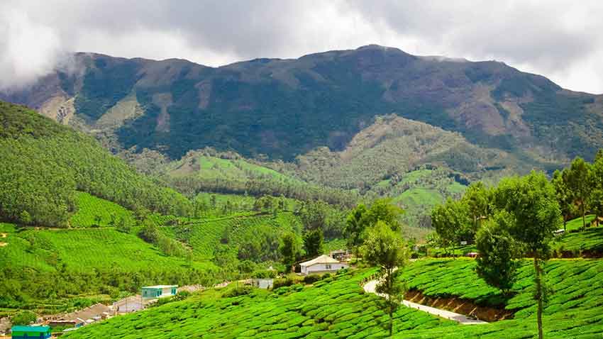 Couple exploring tea gardens of Munnar