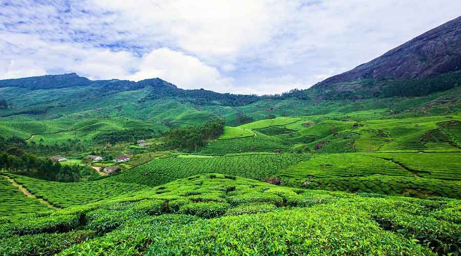 Eco tourism activities in Munnar tea plantations