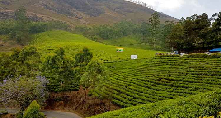 Family enjoying a day in Munnar tea estates