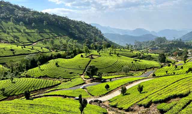 Lush green tea estates in Munnar Kerala