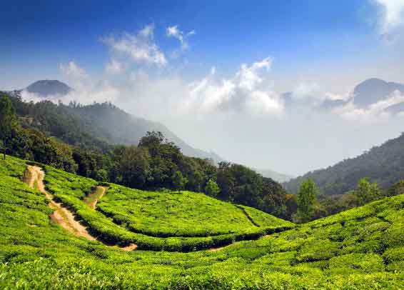 Misty hills covered with Munnar tea plantations