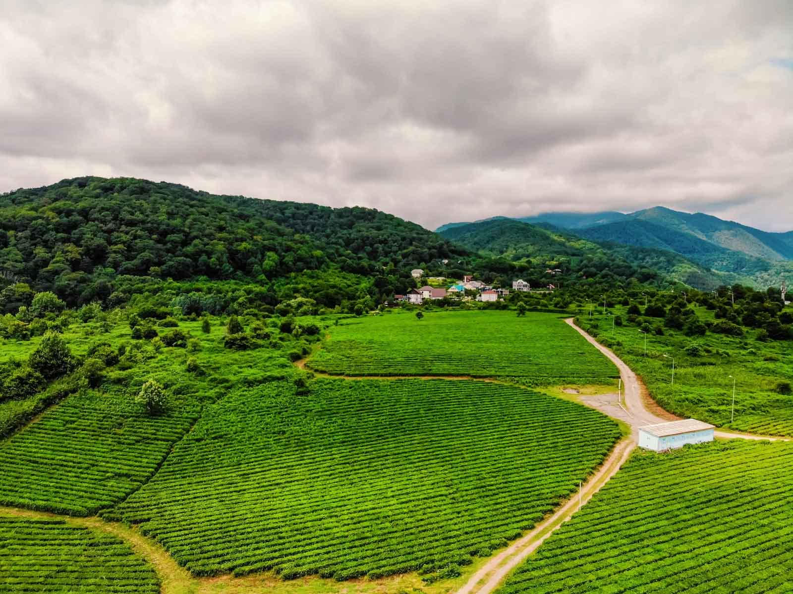 Tea Garden Photo Point Munnar lush green tea plantations and hills