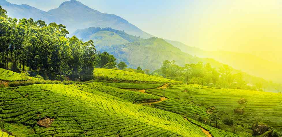 Tourists photographing Munnar tea gardens