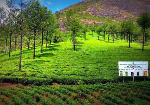 Curved road passing through Munnar tea plantations