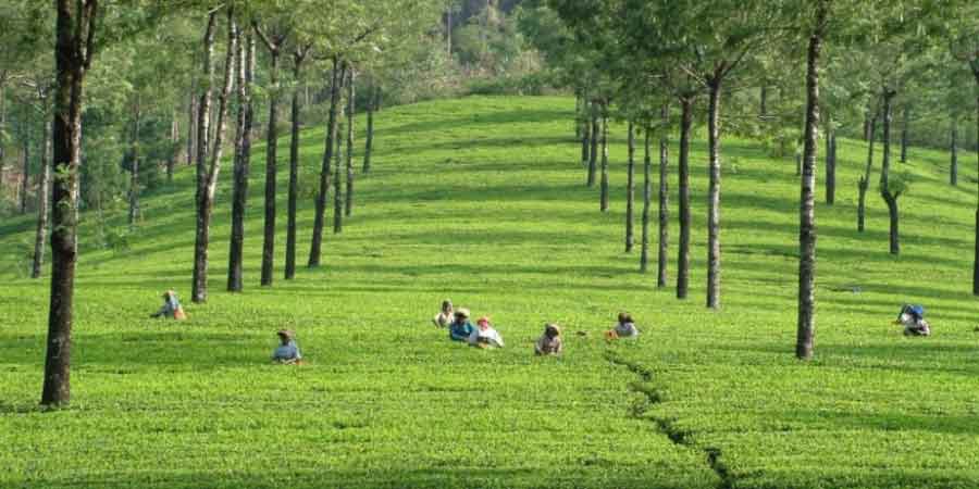 Sunrise view over lush tea gardens in Munnar