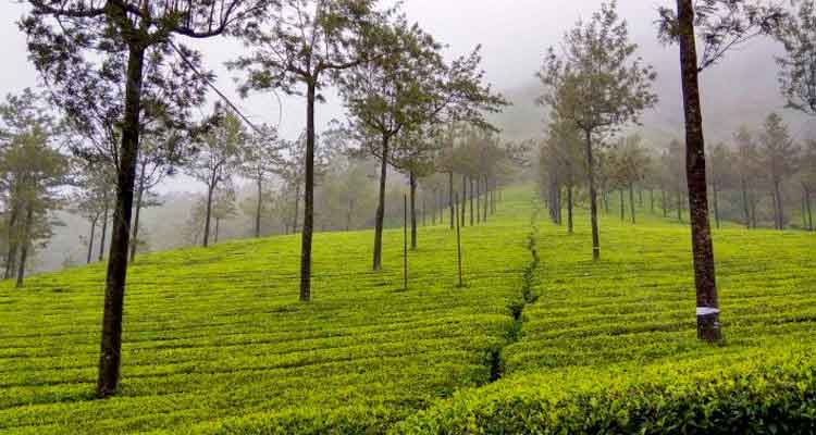 Sunset over rolling tea hills in Munnar